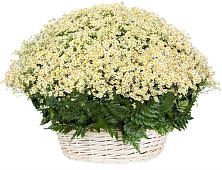 Цветочная композиция из Ромашки в корзине #REPLACE_PRED# Юдино